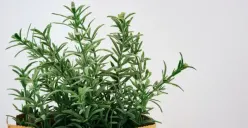 Menurut Studi, Ini Deretan Manfaat Tanaman Rosemary, Bisa Suburkan Rambut!