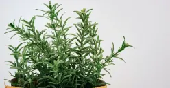 Manfaat tanaman Rosemary bagi, salah satunya bisa suburkan rambut! (Sumber : unsplash.com)