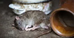 Tips Mengusir Tikus di Rumah Tanpa Racun, Ternyata Cuma Pakai Bahan Dapur Ini