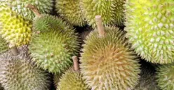 Nekat Bawa Durian ke Kamar Hotel, Wisatawan Ini Nyaris Kena Denda Senilai Jutaan