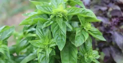 Ilustrasi kemangi (Sumber : Pixabay/@_alicja_)