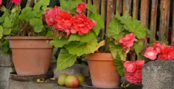 Ilustrasi pot dengan lubang di bagian bawah (Sumber : Pixabay/congerdesign)