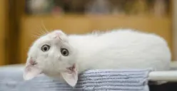 Aksi Sadis Mahasiwa Pukul Kucing di Semarang Viral, Ini Hukum Menyiksa Hewan Dalam Islam