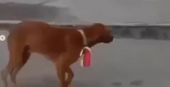 Iseng Kalungkan Bendera ke Leher Anjing, Pria di Bengkalis Terancam 5 Tahun Penjara (Sumber : Instagram/@fakta.indo)