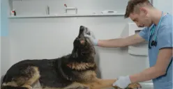 Loker Semarang, Tiga Peluang Karir Menarik dari Technician, Mekanik Mobil, dan Dokter Hewan