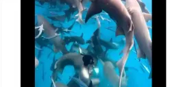 Berenang Bareng Hiu, Nasib Pria Ini Berujung Bikin Publik Ikut Panik