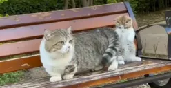 Viral Video Kucing Dicekoki Miras, Ini Bahayanya Menurut Dokter