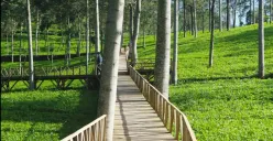 Wisata alam kebun teh Tambi Wonosobo (Sumber : Instagram @Jelajahwonosobo)