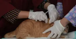 Cara Daftar dan Cek Antrean Periksa Hewan di Puskesmas Mijen Klinik Hewan Gratis di Semarang