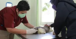 Klinik Hewan Gratis di Kota Semarang, Periksa Binatang Piaraan di Puskesmas Mijen