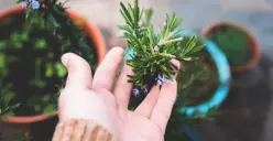 5 Manfaat Tanaman Rosemary Bagi Kesehatan, Salah Satunya Rangsang Pertumbuhan Rambut Baru!