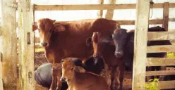 Kandang Sapi di TPA Jatibarang Bakal Direlokasi, Begini Sejarahnya Bisa Terdapat Banyak Ternak Sapi di Sekitar TPA