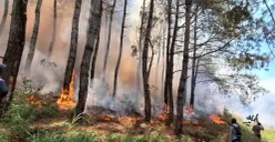Kebakaran di Gunung Lawu merembet hingga ke Puncak, api melalap sejumlah warung termasuk milik Mbok Yem. (Sumber : BPBD Jatim)