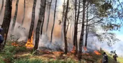 Marak Kebakaran Hutan, Berikut Doa Supaya Terhindar dari Musibah Kebakaran