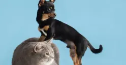 Ilustrasi | Hewan peliharaan favorit bisa cerminkan kepribadian dan karakter seseorang (Sumber : Freepik)