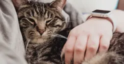 Ilustrasi pecinta kucing (Sumber : Unsplash/Chris Abney)