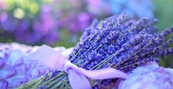 Lavender, salah satu tanaman pengusir kecoa di rumah. (Pixabay)