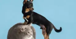 Kalau Gebetan Suka Hewan Peliharaan Ini, Bisa Jadi Dia Adalah Orang yang ...