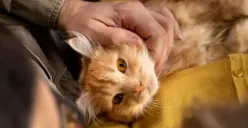 Gebetanmu Suka Kucing? Ketahui Kepribadiannya Dari Hewan Peliharaan Kesukaannya