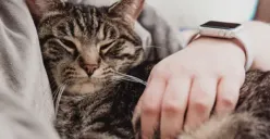 Siapa Sangka Kepribadian Pecinta Kucing Ternyata Unik? Begini Penjelasannya