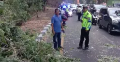 Pohon Tumbang di Tanjakan Gombel Timpa Mobil dan Motor, 1 Orang Alami Luka