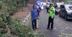 Pohon tumbang terjadi di Tanjakan Gombel, Banyumanik, menimpa sebuah mobil dan motor yang melintas, Selasa 17 Oktober 2023 sore. (Sumber : Instagram @kejadiansmg)