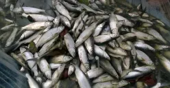 Ilustrasi ikan bandeng (Sumber : Pixabay/aybanreyes)