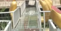 6 Fakta Insiden Maut di Jembatan Kaca The Geong Banyumas: 1 Orang Tewas, Tebal Kaca Diduga Tak Aman