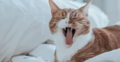 Rekomendasi Hotel Ramah Hewan Peliharaan untuk Liburan Tahun Baru Bersama Anabul