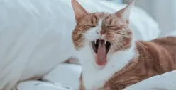 5 Rekomendasi hotel ramah hewan peliharaan (Sumber : Tiket.com)