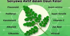 Manfaat daun kelor bagi kesehatan (Sumber : unair.go.id)
