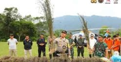 Setelah Keripik Pisang Narkoba, Kini Ladang Ganja 150 Hektar Berhasil Diungkap