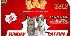 Ada 3 lomba kucing yang bisa diikuti oleh komunitas dan pecinta kucing di Kota Semarang, yakni lomba kucing gembul, lomba fashion show kucing dan lomba kucing makan tercepat. (Sumber : Pemkot Semarang)