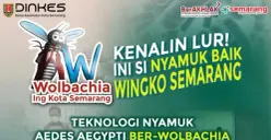 Kenali Nyamuk Wolbachia, Disebut Aman Bisa Lumpuhkan DBD dan Chikungunya