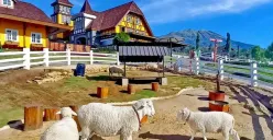 Cepogo Cheese Park | Rekomendasi wisata sehari di kawasan wisata Selo, Boyolali, Jawa Tengah. (Sumber : Instagram/cepogo.cheesepark.boyolali)