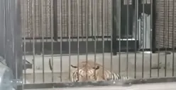 Resmi Tersangka! Majikan yang ARTnya Tewas Diterkam Harimau Terjerat Kasus Penyelundupan Satwa Liar (Sumber : YouTube/TVOne News)