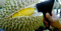 Cara Memilih Durian Dijamin Enak dan Tebal Isinya (Sumber : x.com/@petanirumah)