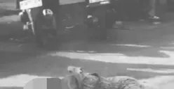 Kecelakaan terjadi di Jalan Batursari Raya, Mranggen, Kabupaten Demak, pada Jumat 8 Desember 2023 pagi, seorang perempuan tergeletak setelah tertabrak truk dump. (Sumber : Facebook Berita Semarang Raya)