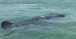 Momen Langka, Whale Shark alias Hiu Paus Muncul di Laut Semarang, Mondar-mandir di POJ City