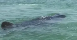 Seorang pengendara jet ski kagum saat bisa melihat langsung penampakan whale shark atau hiu paus di perairan Semarang, Senin 18 Desember 2023. (Sumber : Instagram @jetskisafari.semarang - InfoSemarang.com)