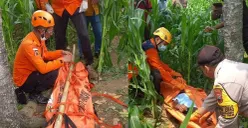 Seorang pria paruh baya nekat di Karangawen Demak nekat mengakhiri hidupnya dengan cara gantung diri di pohon yang ada di tengah alas jagung, Senin 18 Desember 2023. (Sumber : Instagram @smg_repostt - InfoSemarang.com)