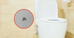 Ilustrasi | Cara Ampuh Membasmi Serangga Lalat Limbah atau Rametuk Di Kamar Mandi (Sumber : Freepik/lifeforstock)