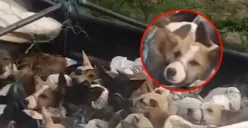 Polisi Cegat Truk Isi 226 Anjing Diduga Bakal Disembelih di Solo Raya, 5 Pelaku Ditangkap