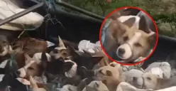 Polisi Cegat Truk Isi 226 Anjing Diduga Bakal Disembelih di Solo Raya, 5 Pelaku Ditangkap