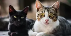 Sebuah Restoran Bunuh 300 Kucing Per Bulan Untuk Buat Sup Spesial, Publik Sebut Manusia Sebagai Predator Paling Berbahaya