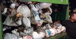 Nasib 226 Anjing yang Nyaris Dibawa ke Jagal di Solo Raya