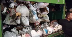 Fakta soal Ratusan Anjing Hendak Dijagal di Solo: Dijual Kiloan Rp 40 Ribu, COD di Exit Tol