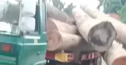 Kecelakaan tunggal terjadi di Jalan Soekarno Hatta, Kota Semarang, pada Minggu 7 Januari 2024 siang, truk pengangkut kayu-kayu ukuran jumbo ambrol. (Sumber : Instagram @portalsemarang - InfoSemarang.com)