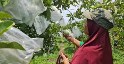 Menilik Desa Plosokerep Sragen, Nikmati Wisata Petik Jambu Kristal yang Maknyus