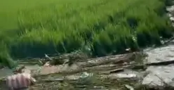 Sungai Tuntang Meluap, Hektaran Sawah di Palingwetan Terancam Gagal Panen